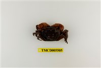 藏品(奧氏後相手蟹)的圖片